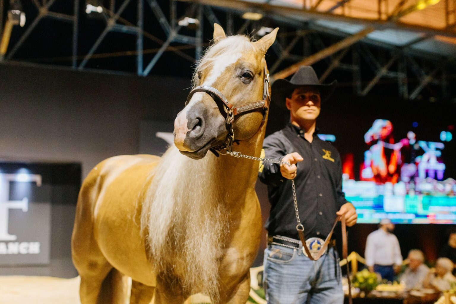 Uma tarde para rever amigos, fechar negócios e arrematar cavalos de elite: o 2º Leilão Kafe Ranch acontece em outubro